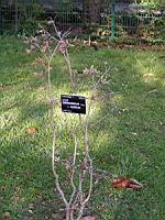 Acer shirasawanum cv Aureum (fam Aceracees) (Photo F. Mrugala) (1)